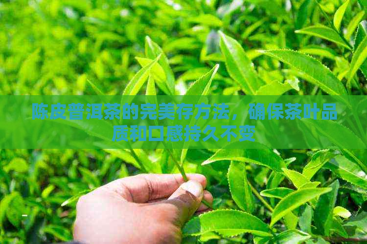 陈皮普洱茶的完美存方法，确保茶叶品质和口感持久不变