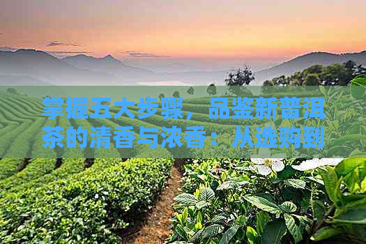 掌握五大步骤，品鉴新普洱茶的清香与浓香：从选购到品尝的全方位指南