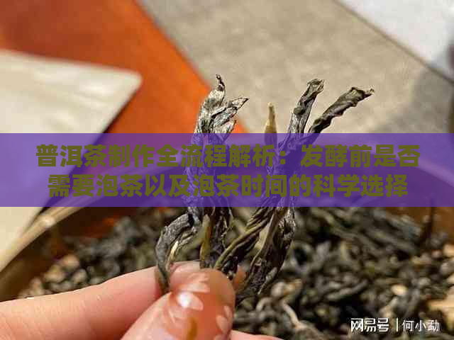 普洱茶制作全流程解析：发酵前是否需要泡茶以及泡茶时间的科学选择