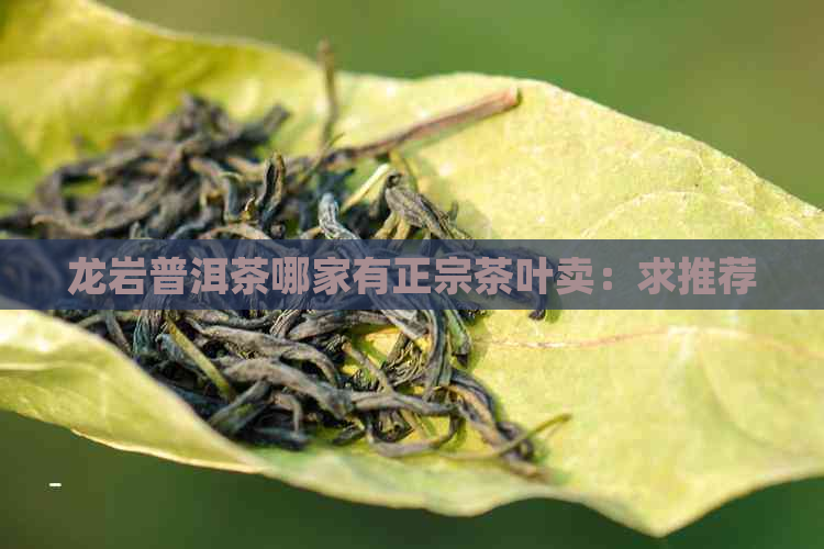 龙岩普洱茶哪家有正宗茶叶卖：求推荐