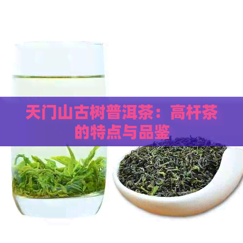 天门山古树普洱茶：高杆茶的特点与品鉴