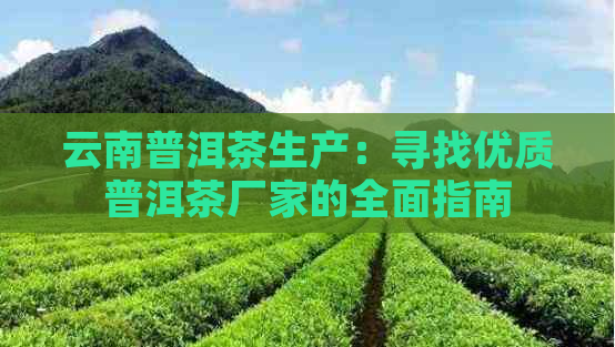 云南普洱茶生产：寻找优质普洱茶厂家的全面指南