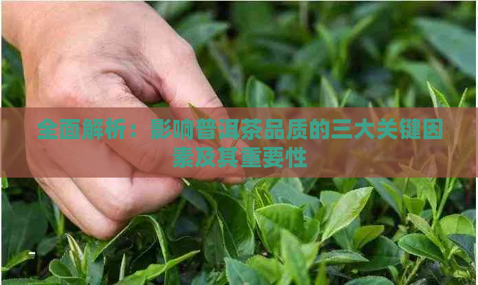 全面解析：影响普洱茶品质的三大关键因素及其重要性