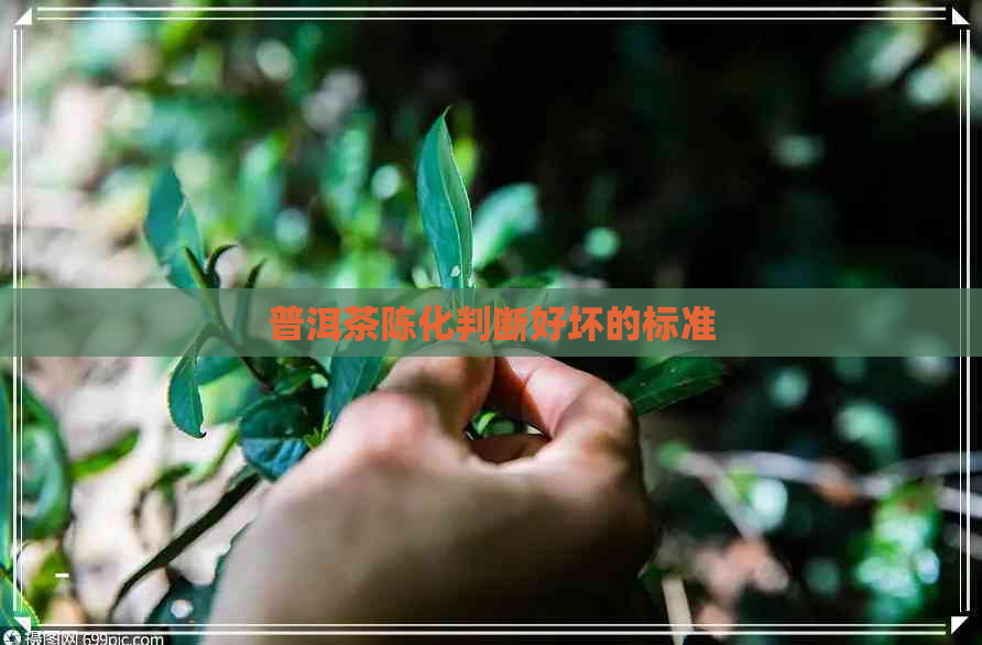 普洱茶陈化判断好坏的标准