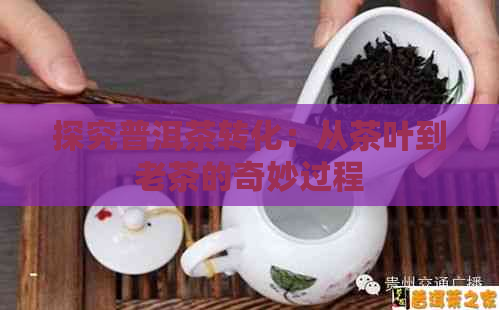 探究普洱茶转化：从茶叶到老茶的奇妙过程