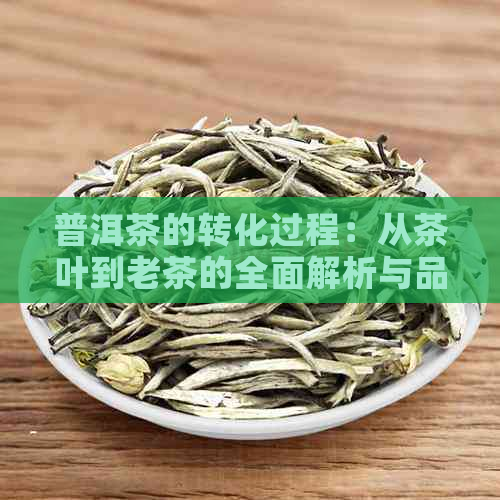 普洱茶的转化过程：从茶叶到老茶的全面解析与品鉴