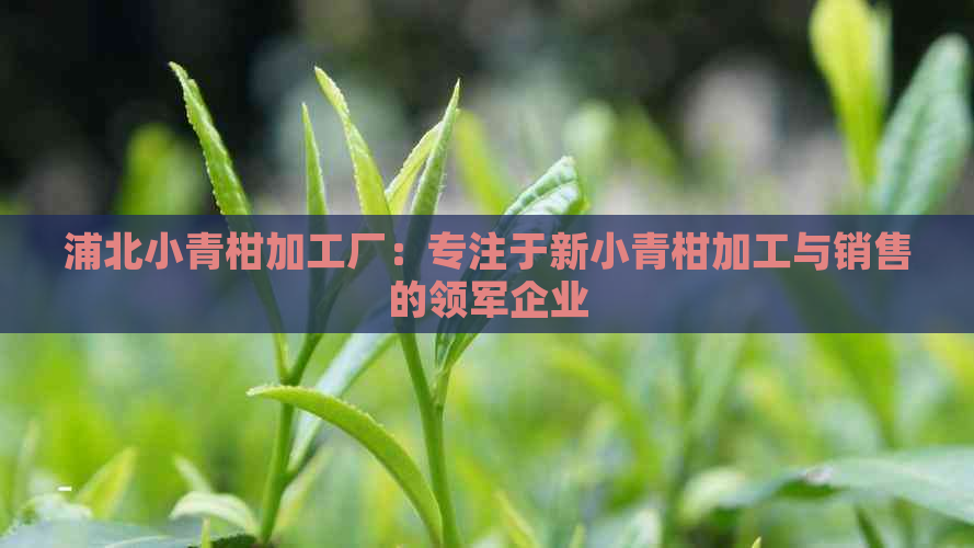 浦北小青柑加工厂：专注于新小青柑加工与销售的领军企业