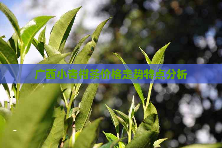 广西小青柑茶价格走势特点分析