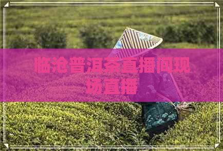 临沧普洱茶直播间现场直播