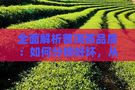 全面解析普洱茶品质：如何分辨好坏，从原料到工艺，收藏与品鉴一应俱全