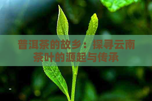 普洱茶的故乡：探寻云南茶叶的源起与传承