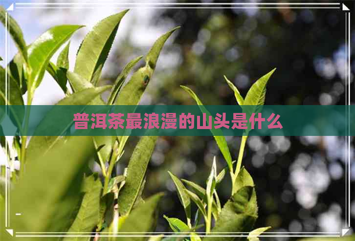 普洱茶最浪漫的山头是什么