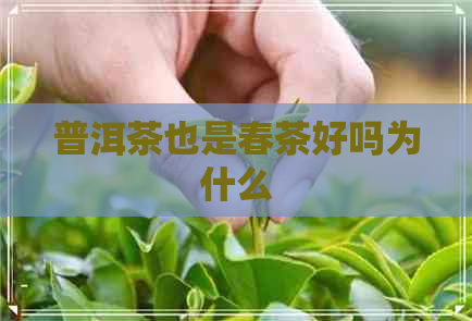 普洱茶也是春茶好吗为什么