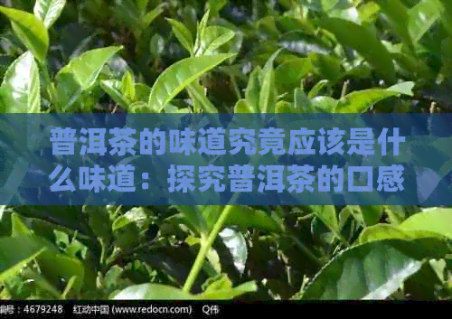 普洱茶的味道究竟应该是什么味道：探究普洱茶的口感特点