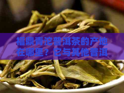 福鼎青沱普洱茶的产地在哪里？它与其他普洱茶有何区别？