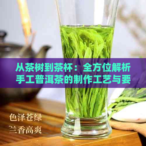 从茶树到茶杯：全方位解析手工普洱茶的制作工艺与要点