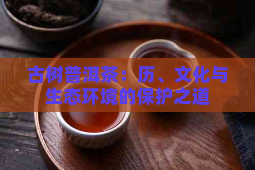 古树普洱茶：历、文化与生态环境的保护之道