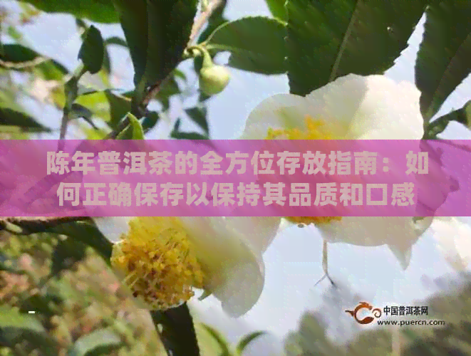 陈年普洱茶的全方位存放指南：如何正确保存以保持其品质和口感