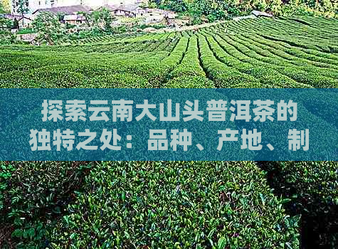 探索云南大山头普洱茶的独特之处：品种、产地、制作工艺与口感差异分析