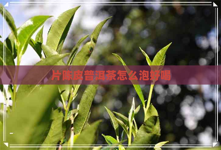 片陈皮普洱茶怎么泡好喝