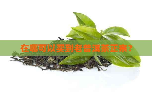 在哪可以买到老普洱茶正宗？