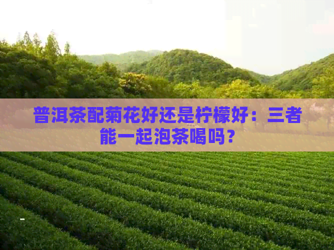 普洱茶配菊花好还是柠檬好：三者能一起泡茶喝吗？