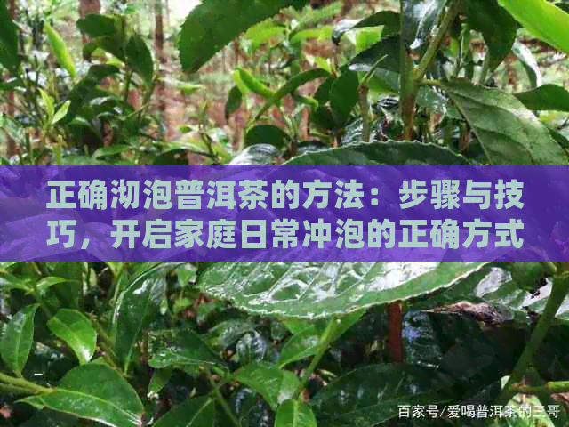 正确沏泡普洱茶的方法：步骤与技巧，开启家庭日常冲泡的正确方式