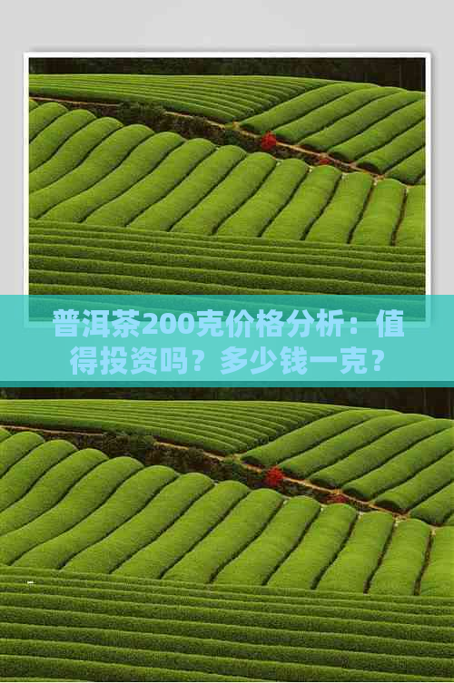 普洱茶200克价格分析：值得投资吗？多少钱一克？