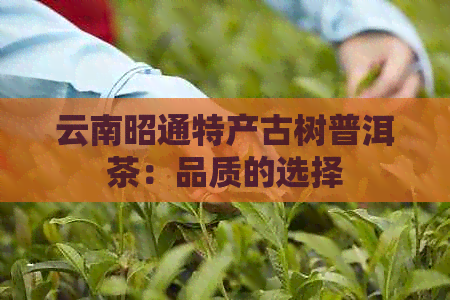 云南昭通特产古树普洱茶：品质的选择