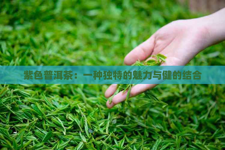 紫色普洱茶：一种独特的魅力与健的结合