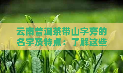 云南普洱茶带山字旁的名字及特点：了解这些有助于挑选合适的茶叶