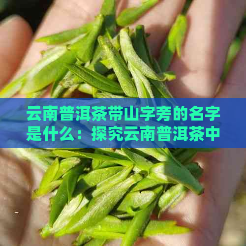 云南普洱茶带山字旁的名字是什么：探究云南普洱茶中的山字命名含义