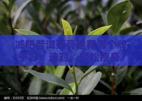 减肥普洱茶膏推荐哪个牌子好：选对，轻松瘦身！