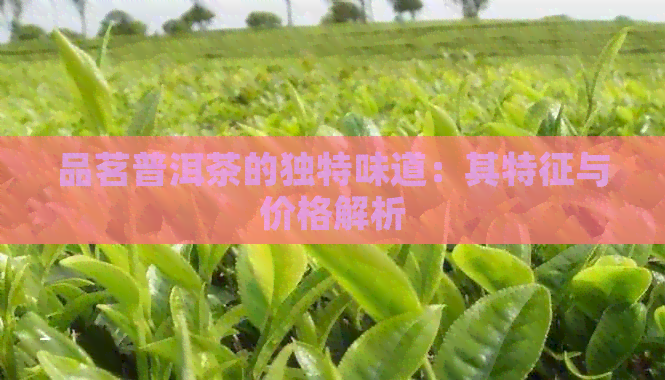 品茗普洱茶的独特味道：其特征与价格解析