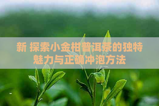 新 探索小金柑普洱茶的独特魅力与正确冲泡方法