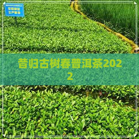 昔归古树春普洱茶2022