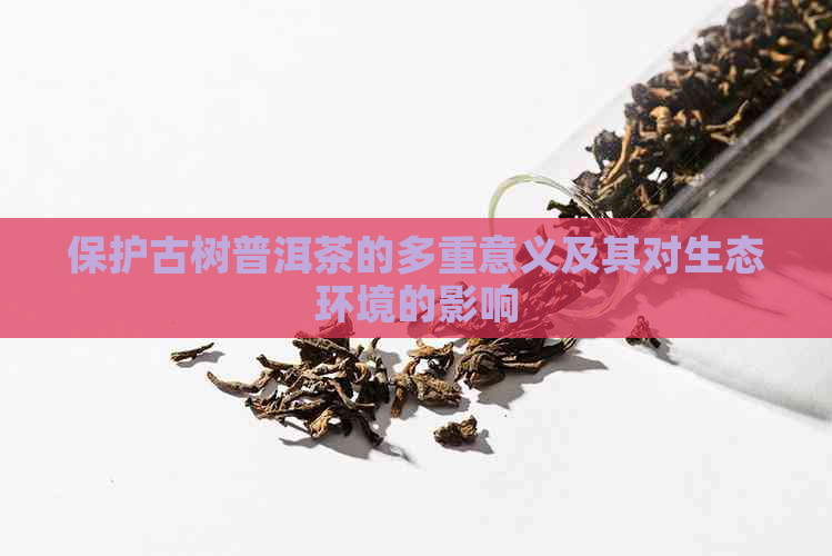 保护古树普洱茶的多重意义及其对生态环境的影响