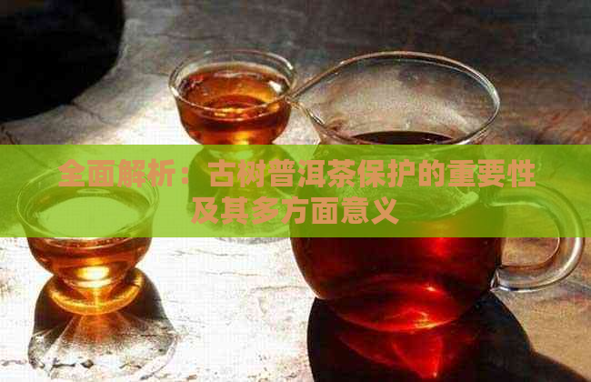 全面解析：古树普洱茶保护的重要性及其多方面意义