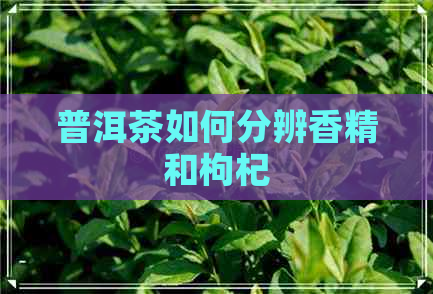 普洱茶如何分辨香精和枸杞