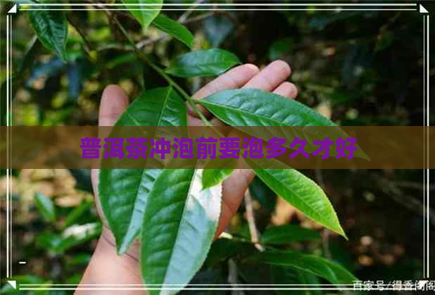 普洱茶冲泡前要泡多久才好