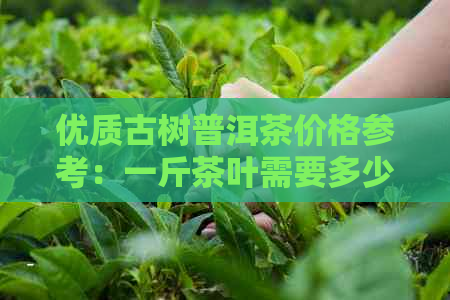 优质古树普洱茶价格参考：一斤茶叶需要多少钱？如何判断古树普洱茶的质量？