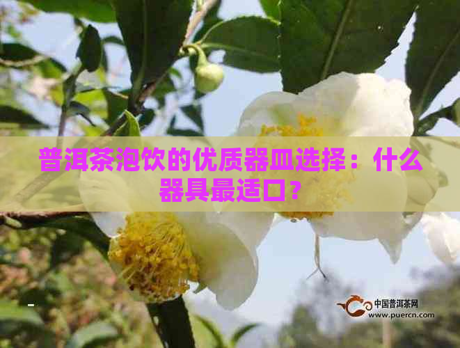 普洱茶泡饮的优质器皿选择：什么器具最适口？