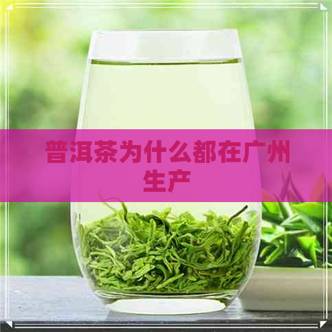 普洱茶为什么都在广州生产