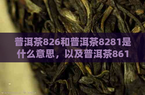 普洱茶826和普洱茶8281是什么意思，以及普洱茶8613的含义。