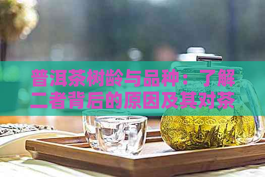 普洱茶树龄与品种：了解二者背后的原因及其对茶叶品质的影响