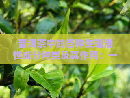 普洱茶中的各种生理活性成分种类及其作用：一篇全面解析