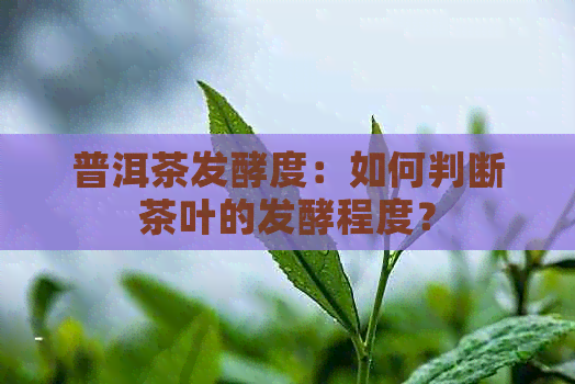 普洱茶发酵度：如何判断茶叶的发酵程度？