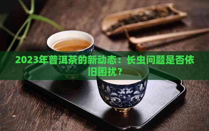 2023年普洱茶的新动态：长虫问题是否依旧困扰？