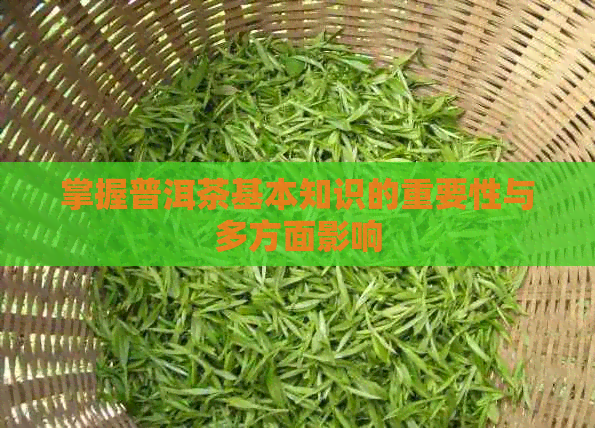 掌握普洱茶基本知识的重要性与多方面影响