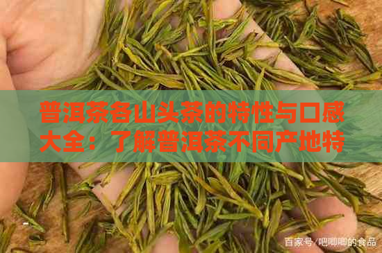 普洱茶各山头茶的特性与口感大全：了解普洱茶不同产地特色